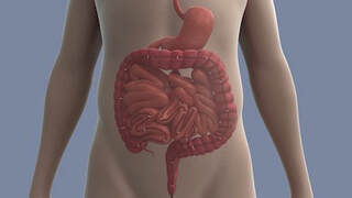 gastrointestinal single use endoscope